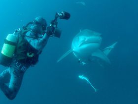 Дан Екснер (Фото: Мирослав Грди)   Як довго знімався фільм, і звідки у вас була інформація про те, як вести себе з акулами