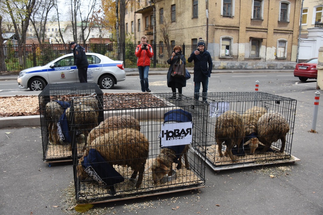До будівлі редакції «Нової газети» в Потапівського провулку в Москві привезли три клітини з вівцями, одягненими в жилетки «Преса»