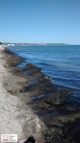 У деяких частинах пляжу прибило досить багато водоростей   У деяких частинах пляжу прибило досить багато водоростей