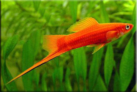 Меченосец (Xiphophorus helleri) - живородящая риба сімейства пецилиевих (Poeciliidae)
