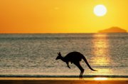 Однозначної відповіді, чому кенгуру живуть саме в Австралії немає, але те, що кенгуру живуть тільки на території Австралії і ніде більше на Земній шаре- це факт безперечний і однозначний