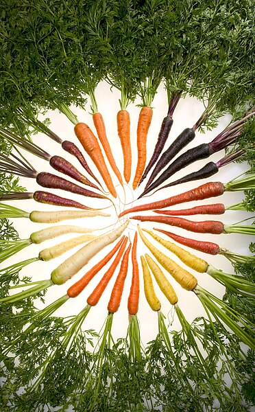 Морква широко поширена по всьому світу, відома за свій насичений помаранчевий колір, але буває не тільки помаранчевою