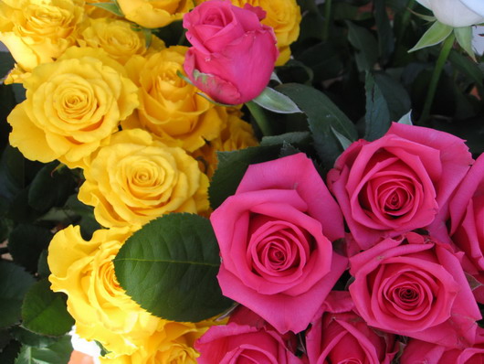 За іншою версією цієї ж легенди, незважаючи на те, що троянди змінили свій колір, Аїша все одно змогла довести свою чистоту і відданість чоловікові, а жовті троянди стали символом обману