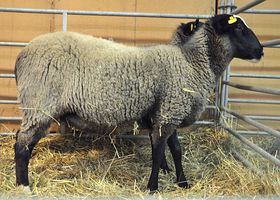 Фото: Клуб розвідників романівських овець   Кажуть, що жителі Кавказу і Середньої Азії вважають м'ясо Романівської вівці несмачним