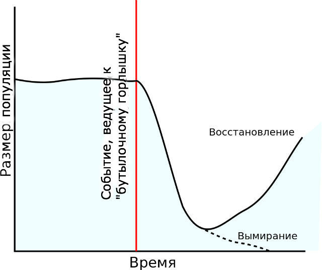 Порівнюючи огірок звичайний і огірок дикий, дослідники спробували простежити, які зміни відбулися на генетичному рівні в ході еволюції даної рослини