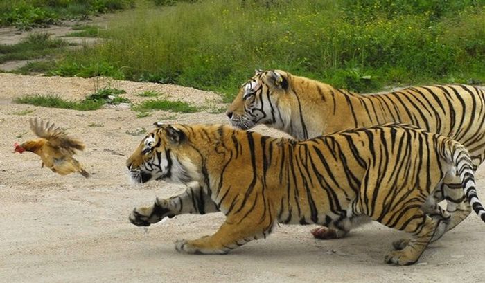 Головні мисливські навички тигра зазвичай прищеплюються ще маленьким тигренятам їх матір'ю, яка є у своїй їх природною здатністю