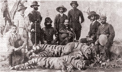 У наші дні на тигрів полюють лише браконьєри, так як законом така полювання заборонене