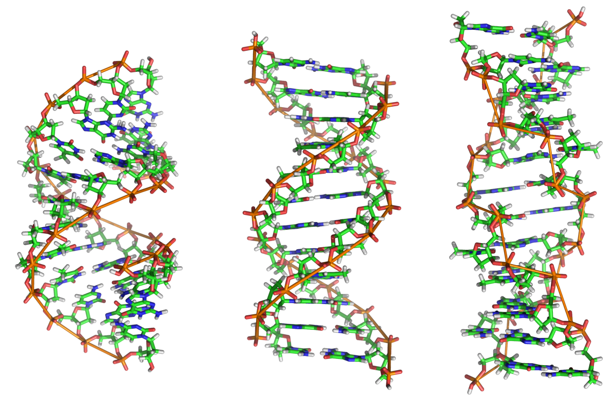 Приблизно так, еволюціонуючи, перші молекули РНК могли знайти спосіб синтезувати перші інструменти-білки, а потім - в комплексі з ними - «відкрити» для себе і подвійну спіраль ДНК, ідеальний носій спадкової інформації