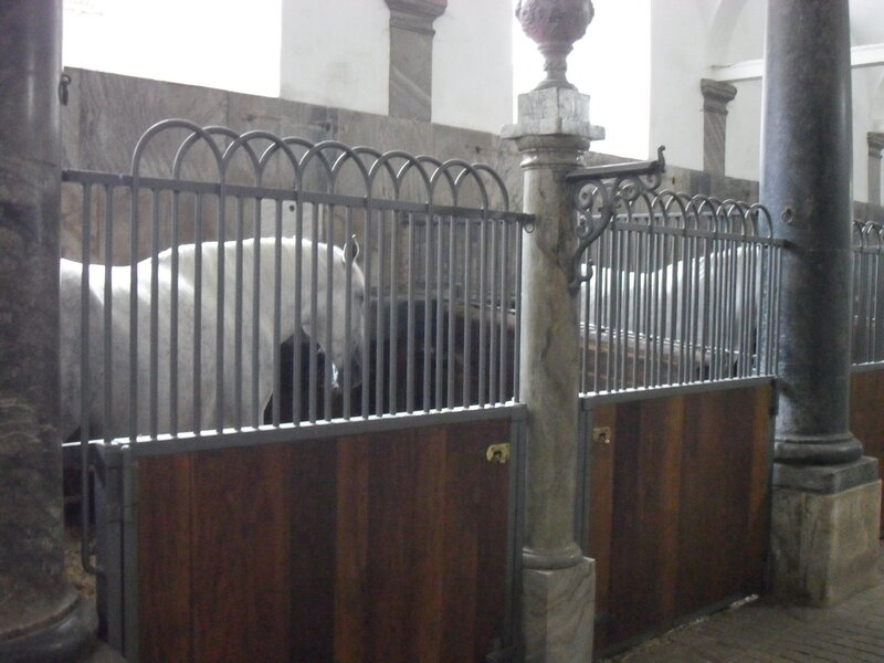 В основному коні мають гарний білий окрас в цяточку: