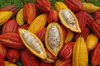 За підрахунками фахівців, посухи в Африці здатні привести до зникнення насаджень какао вже до 2050 року