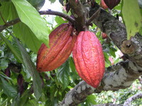 У зв'язку з цим генетики і селекціонери працюють над створенням сортів какао, які були б стійкі до змін кліматичних параметрів