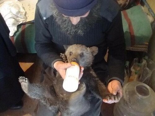 Ми зібрали випадки з життя, а також вислови афонських святих - преподобного Паїсія Святогорца і Силуана Афонського про роль тварин у житті людини і тому, як правильно ставиться до них