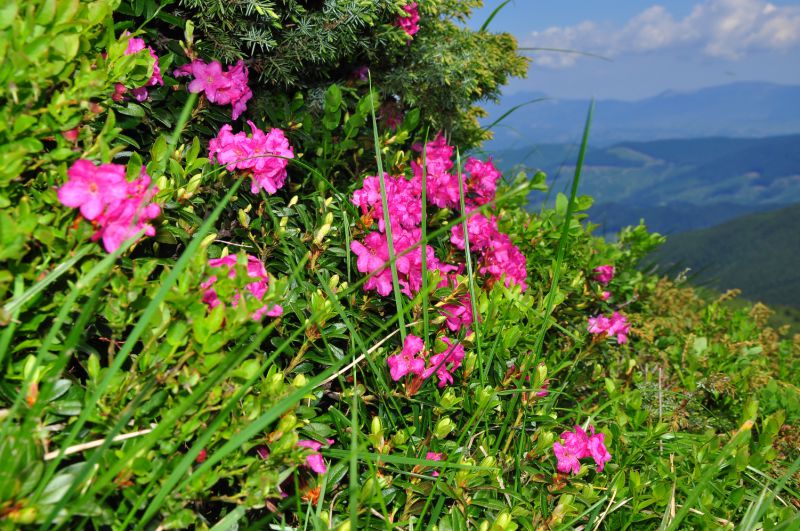 А кращі бонуси навесні готує сама природа