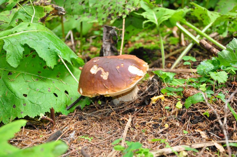 Те, що в Карпатах скоро осінь, помітити нескладно