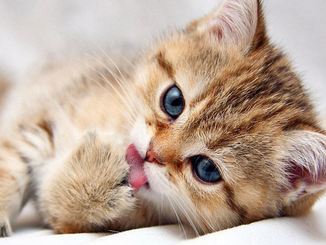 Масляна 2018: сценарій театралізованого дійства на Масляну   День захисника вітчизни 23 лютого відзначають не тільки військові, але і чоловіки мирних професій, а також студенти і навіть школярі