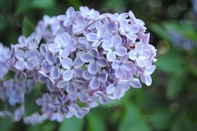 Ілюстративне фото: Jiří Roun / fotokartmen