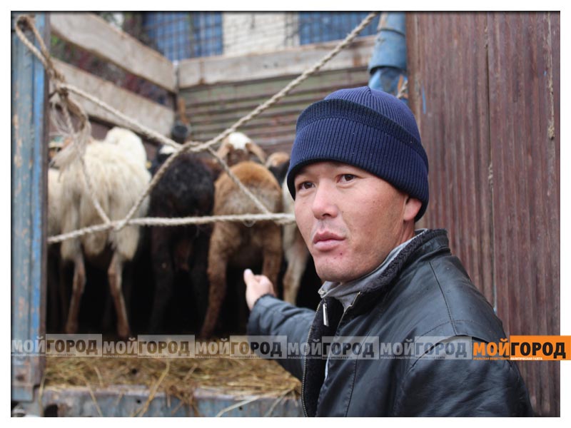 - Я привіз цих овець з Каратобінского району, - розповів власник однієї вантажної машини з вівцями Маргулан Дагіс