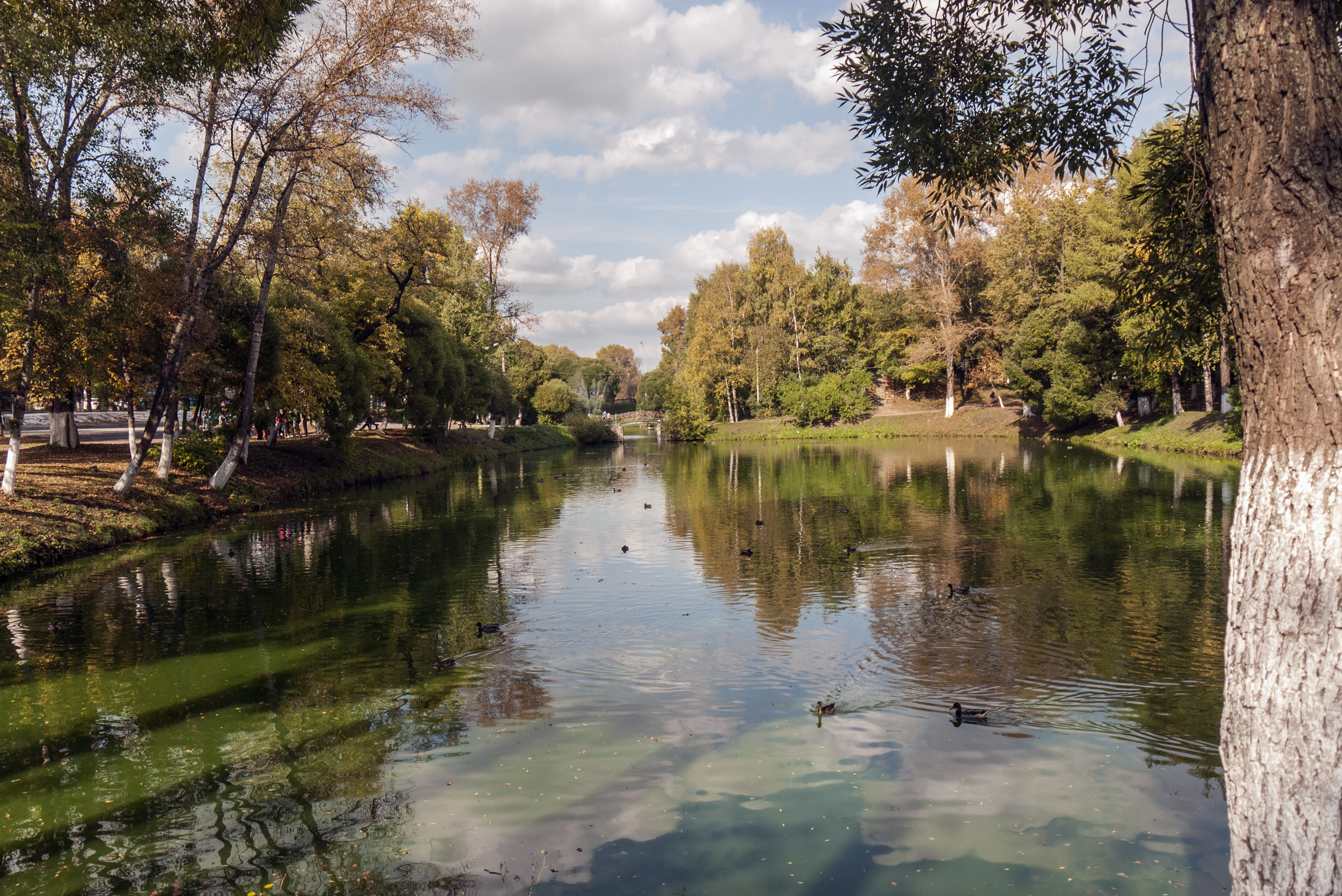 А ось ця качечка жвава