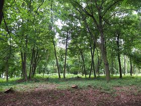 «Ліс спогадів», Фото: Барбара Сендеова, Чеське радіо - Радіо Прага   - Наприкінці минулого року з'явилося коротке повідомлення про те, що в Празі відкриється сад в традиціях дзен, де можна буде здійснювати екологічне поховання