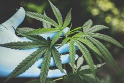 Легалізації канабісу: pro & contra