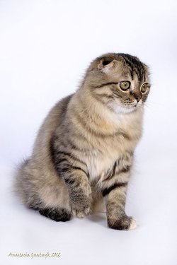 Займається розведенням порід шотландська висловуха і прямоухая (скоттиш-фолд, скоттиш-страйт), а так само напівдовгошерстих (хайленд-фолд, хайленд-страйт) кішок, черепахових забарвлень і забарвлень з білим