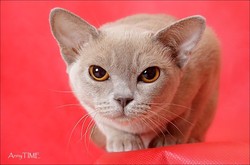 Розплідник займається розведенням бурманских кішок 10 традиційних забарвлень: коричневий (соболь), шоколадний (шампань), блакитний, ліловий (платиновий), їх черепахові варіації, кремовий і червоний