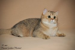 Розплідник займається розведенням кішок породи: британська короткошерста та шотландська короткошерста (страйт, фолд)