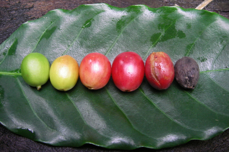 Через свого високої якості і смаку арабіка продається за вищою ціною, ніж більш витривала груба Робуста