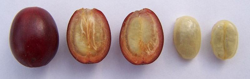 А на кавових зернах, які були оброблені сухим способом, присутній залишки сріблястою оболонки і самі зерна жовтіше звичайних