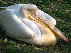 Ілюстративне фото: Штєпанка Будкова, Чеське радіо - Радіо Прага   Мирослав Бобек:   - У період так званої нормалізації з празького зоопарку відлетів молодий пелікан