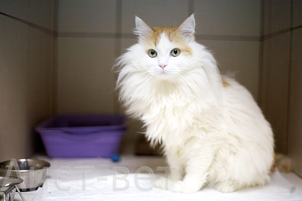 Перенісши важку операцію або отримавши курс тривалого лікування, тварина повинна перебувати в атмосфері абсолютного спокою, набиратися сил, правильно і регулярно харчуватися