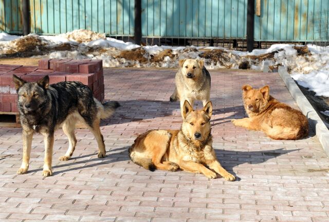 Розвішували зв'язки по кімнатах, щоб повітря очищався