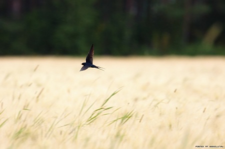 Відомий фізик-винахідник Томас Едісон (винайшов електролампочку і багато-багато іншого) в бесіді з одним кореспондентом на питання про доцільність в світі атомів дав таку відповідь: Невже Ви думаєте, що це відбувається без будь-якого сенсу