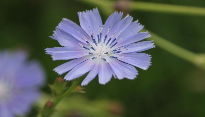 Цикорій - рослина непримхливе, і вирощувати його нескладно