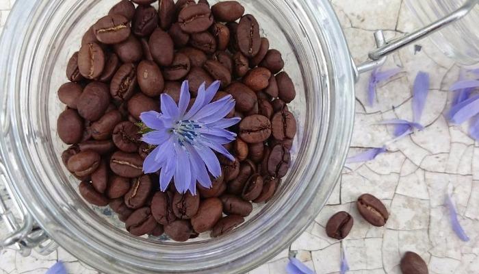 Жителі Північної Європи довгий час не розглядали цикорій в якості їжі для людей