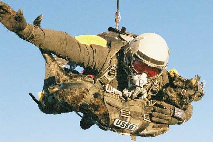 бойові собаки