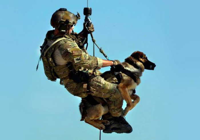 бойові собаки