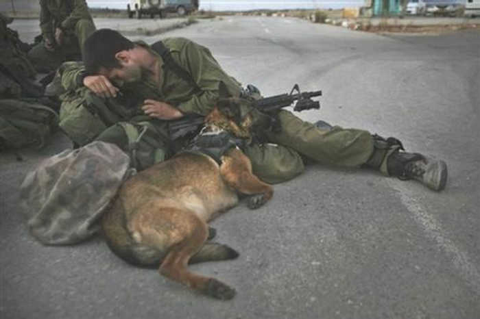 бойові собаки