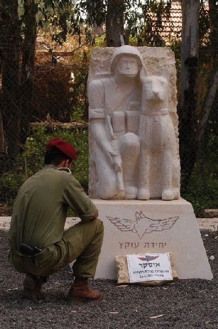 бойові собаки