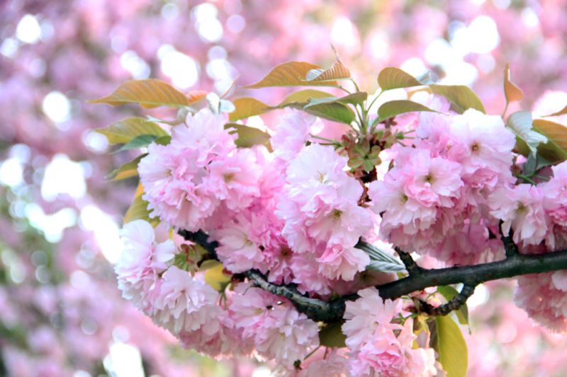 Автор фото: Anna Semeniuk, IGotoWorld Photo Group