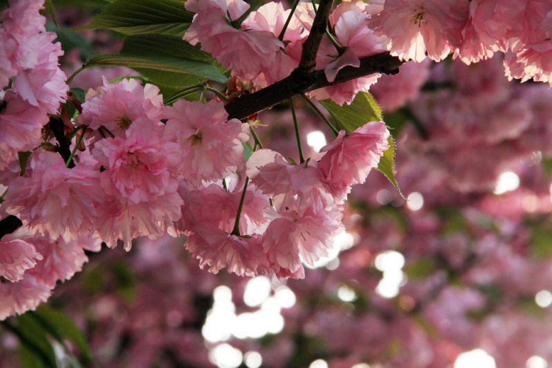 Автор фото: Anna Semeniuk, IGotoWorld Photo Group