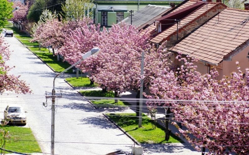 Джерело фото: kartagoroda