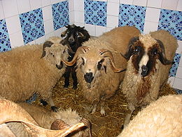 Свято жертвопринесення відзначається в 10-й день 12-го місяця мусульманського   місячного календаря   зу-ль-хіджжа, в період здійснення паломництва в   Мекку