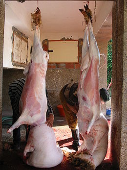 »Перш ніж барана ріжуть, його обов'язково валять на землю головою в бік   Мекки