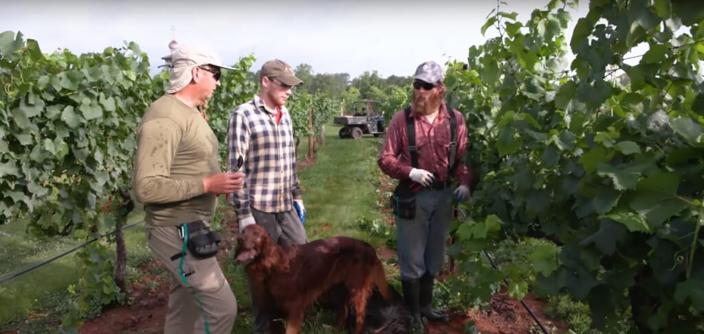 Будучи партнером, Андрій теж працює з робочими на виноградному поле і в виноробні і виконує всю адміністративну роботу