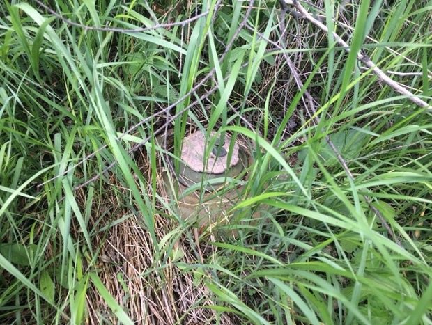 Відзначається, що все вибухові пристрої були розміщені на невеликій відстані від маршрутів прикордонних нарядів і могли використовуватися диверсійно-розвідувальними групами