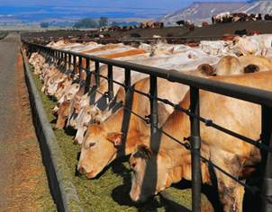 Останнім часом в м'ясному скотарському комплексі виникли своєрідні фабрики м'яса