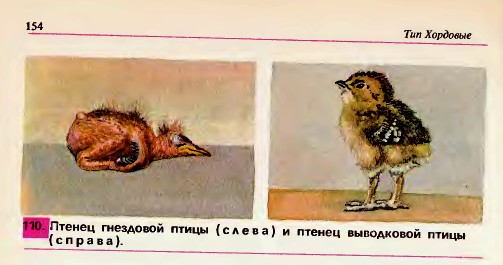 Виводкові і гніздові птахи 110