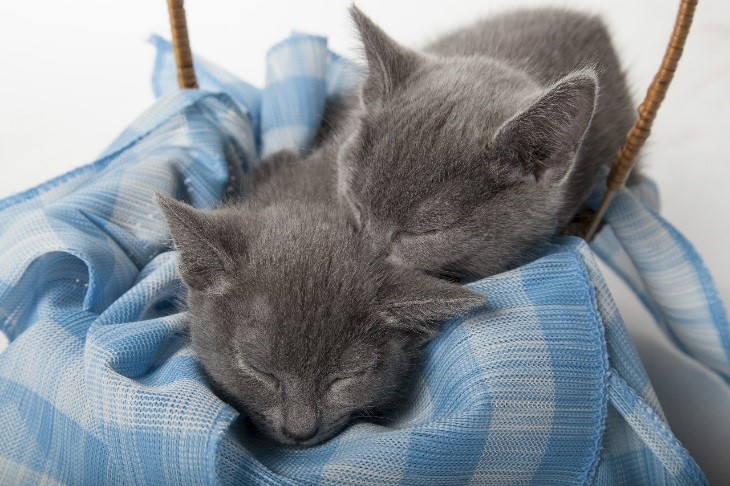 Британські моряки, які працювали на торгових судах, привозили з узбережжя Білого моря, з Архангельська блакитних кішок з сірою шерстю і блакитним шкірою, яких охоче купували жителі гавані, тому що вони відмінно ловили мишей і володіли небаченим тут густим і блискучим хутром, що нагадує морського котика чи бобра