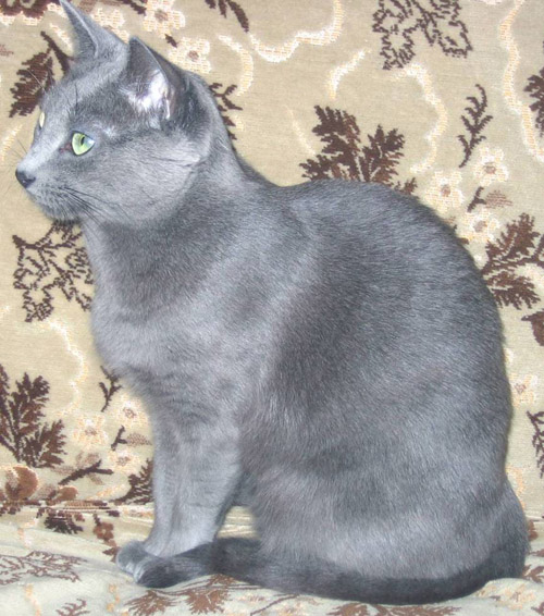 До селекції приєднуються бельгійські і, досить успішно, швейцарські заводчики